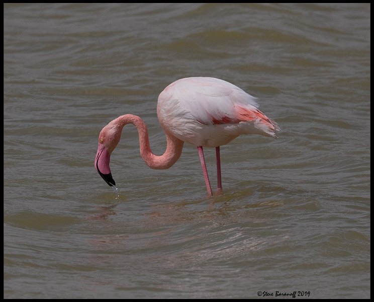 _9SB1428 greater flamingo.jpg